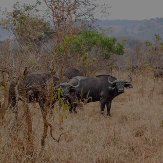 Akagera National Park