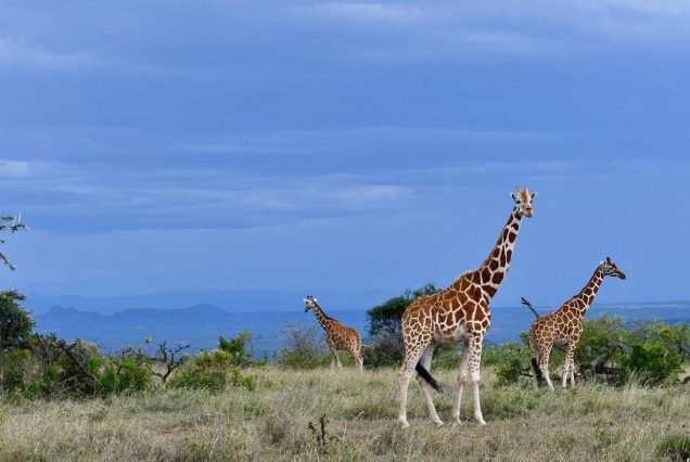 7 DAYS HIGHLIGHTS OF KENYA SAFARI EXPERIENCE